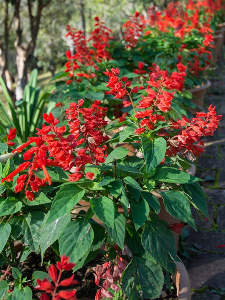 Hezhichun Scarlet Sage