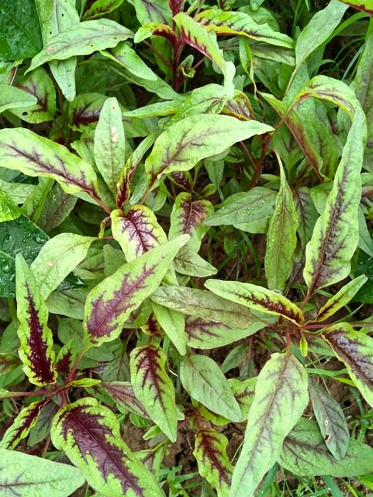 Red Willow Leaf Amaranth