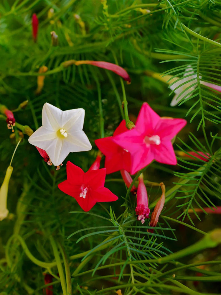 Hezhichun Cypress Vine