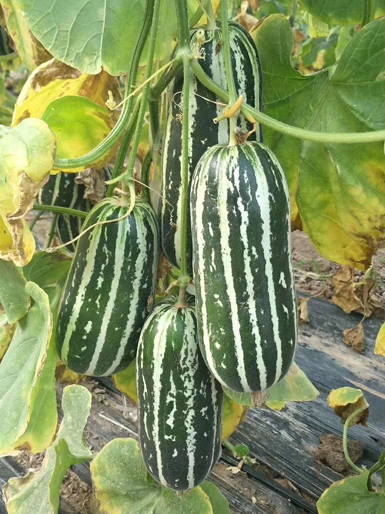 Shengmei No.1 F1 Melon