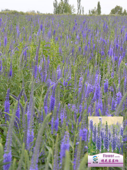 Hezhichun Spiked Speedwell