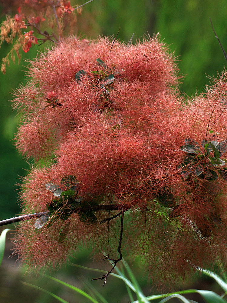 Smoke Tree