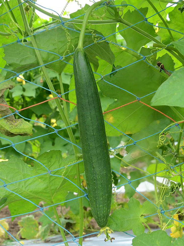 Thai Green Thumb Luffa