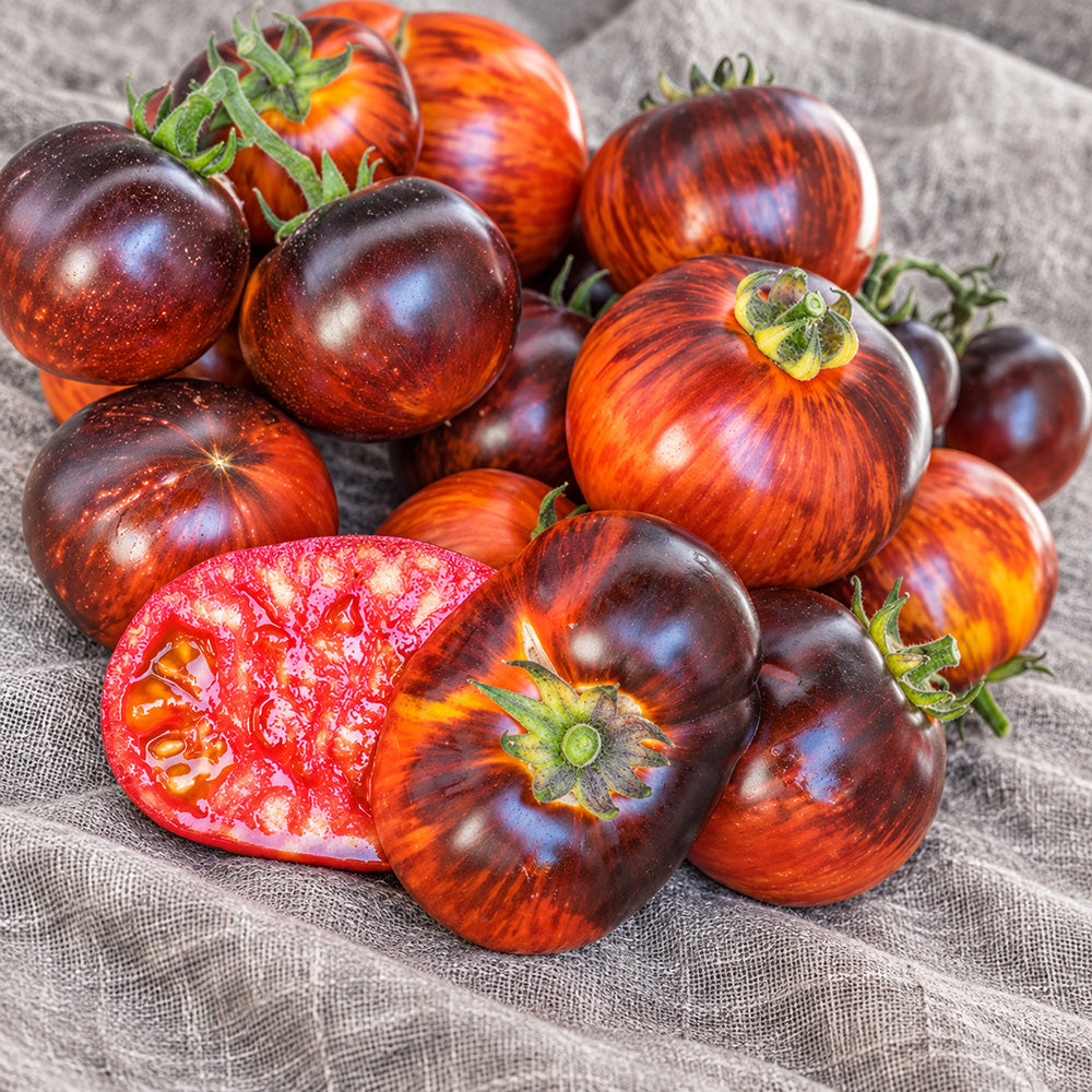 456 Dwarf Striped Antho Tomato