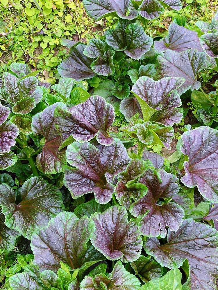 Chinese Mallow