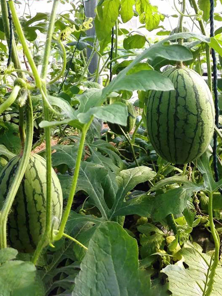 'Crimson Jewel' Red Flesh Watermelon