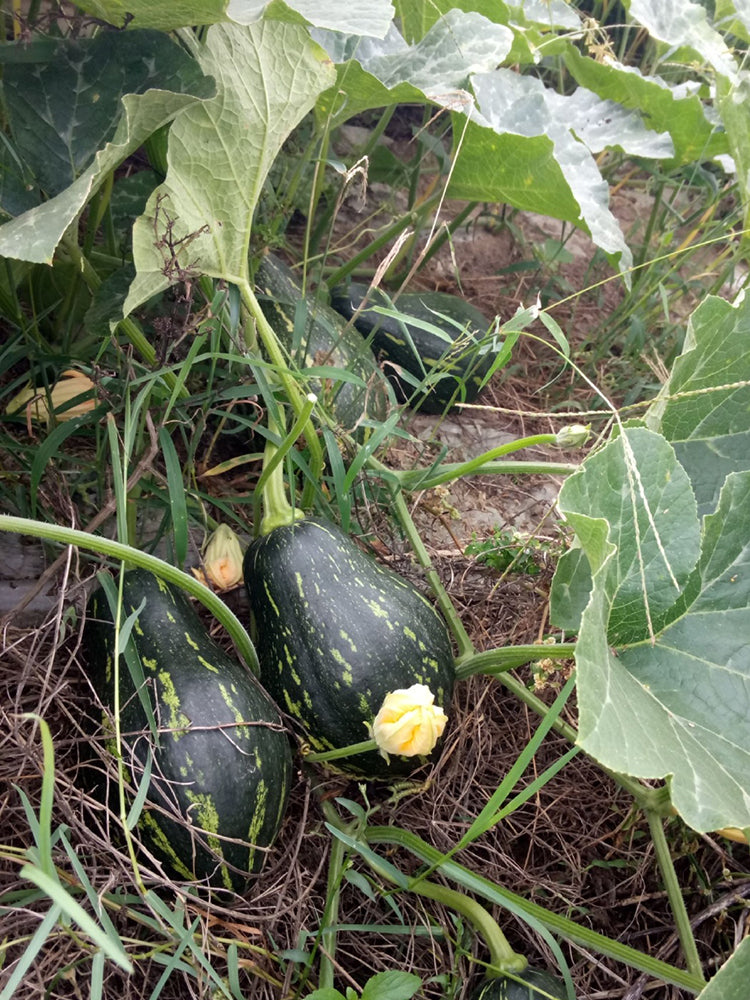 Fragrant Taro Pumpkin