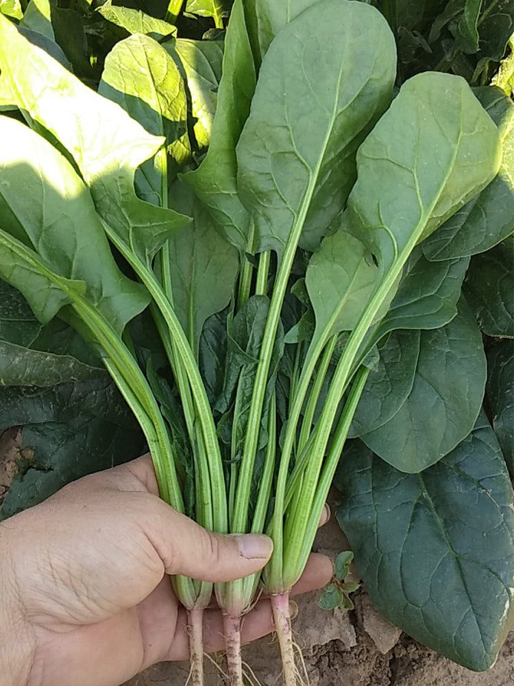 Japanese Large-Leaf Spinach
