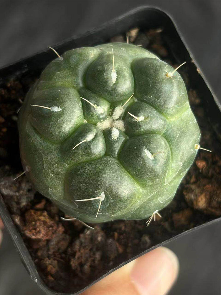 Coryphantha elephantidens cv. inermis