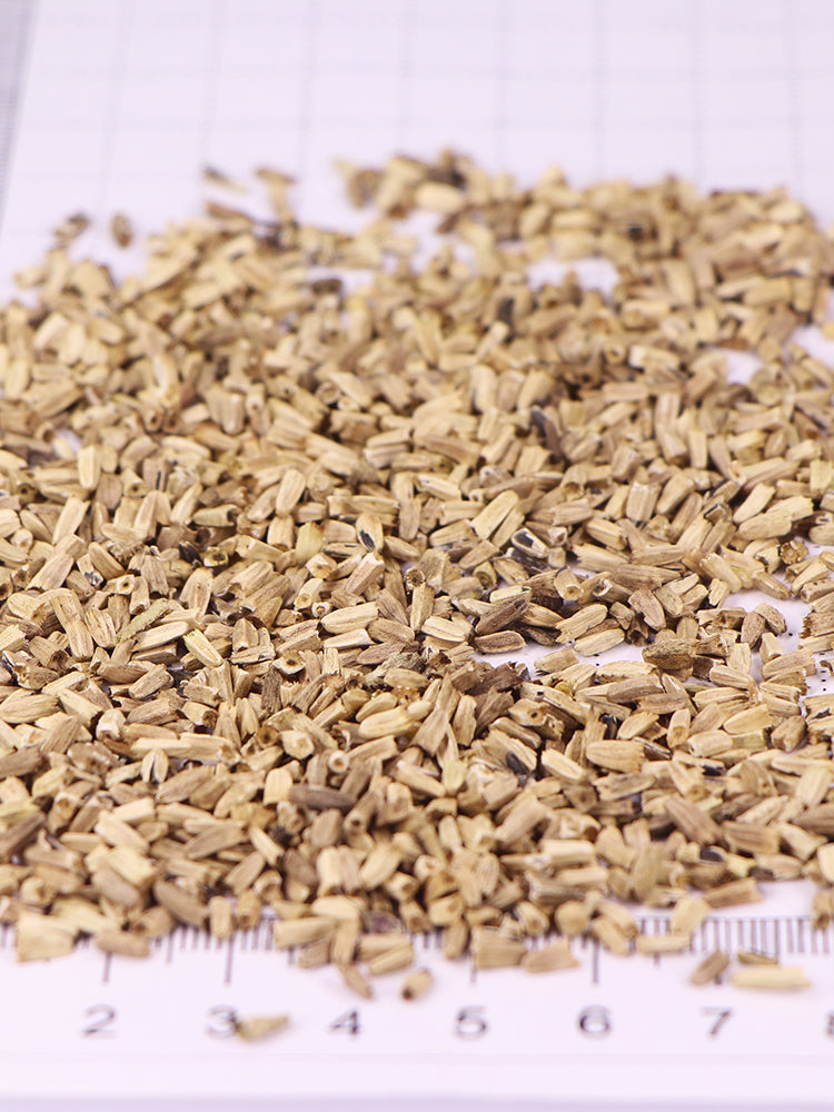 Echinacea purpurea 'Mellow Yellows'