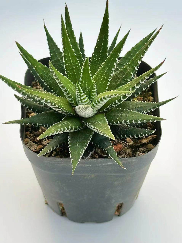 Haworthiopsis fasciata