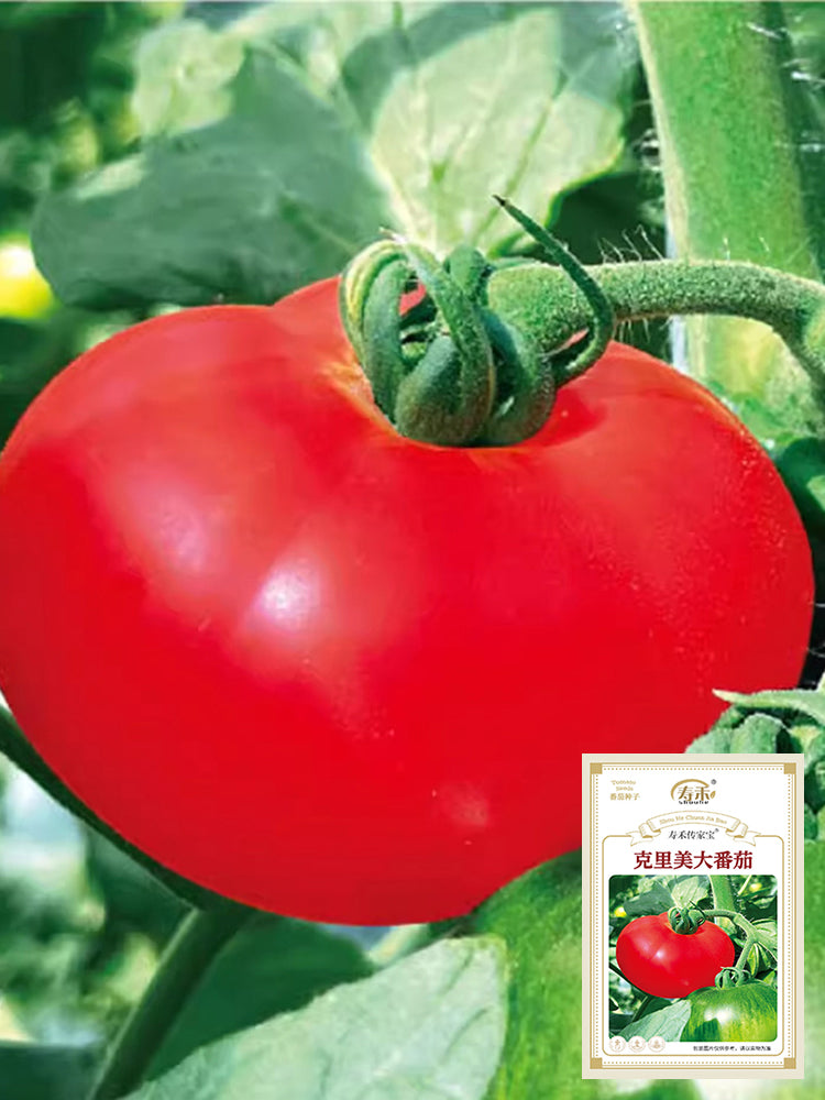 Krim Tomato