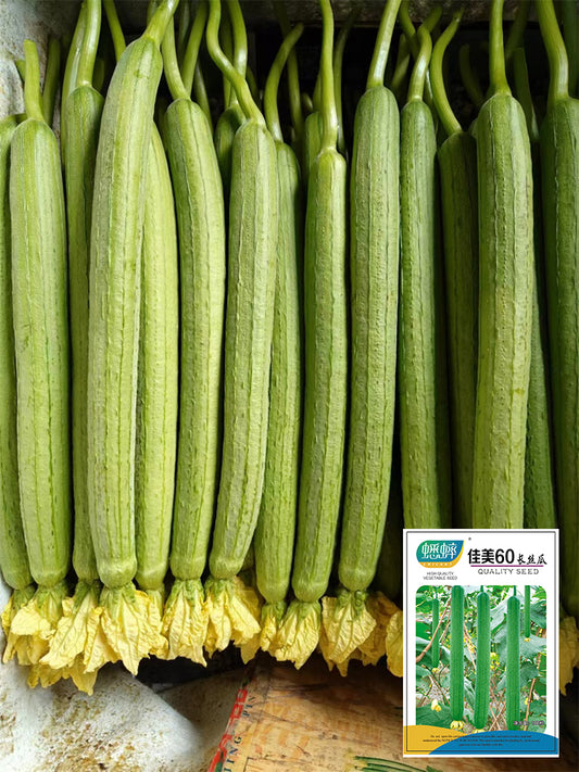 Jiamei 60 Long Sponge Gourd