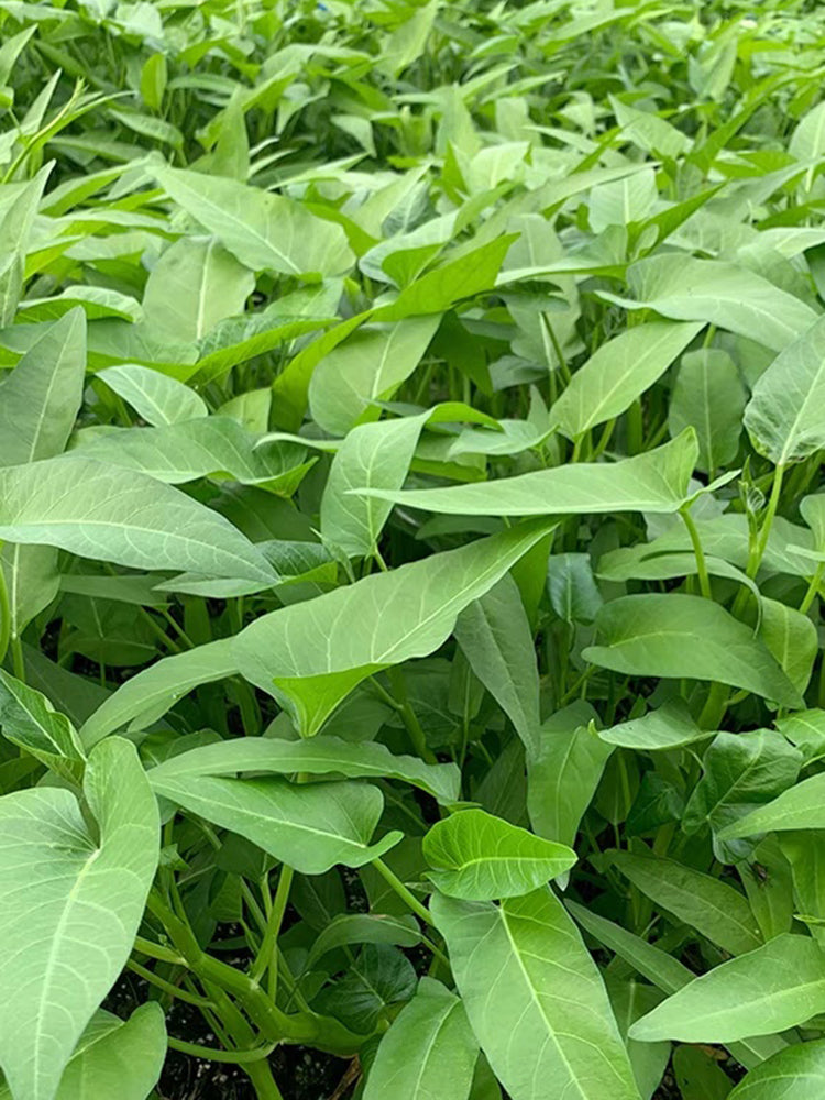 Meifeng No.3 Water Spinach