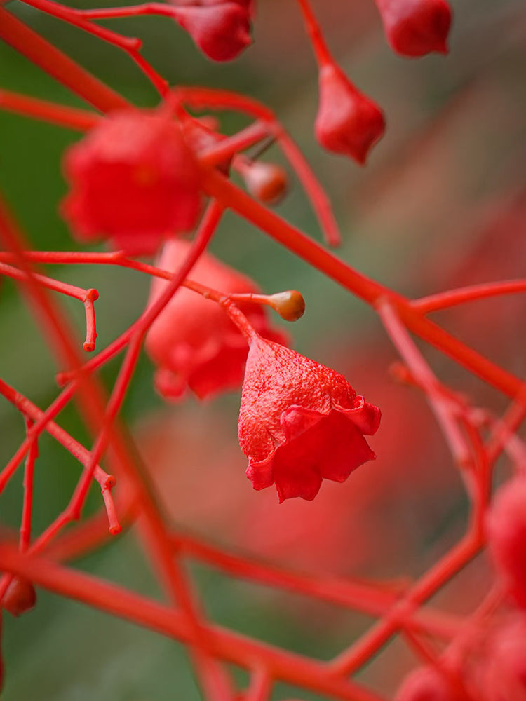 Illawarra Flame Tree