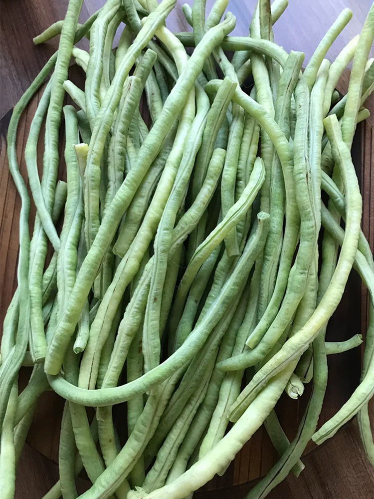 'Zhuzai' Thick-fleshed Sweet Long Bean