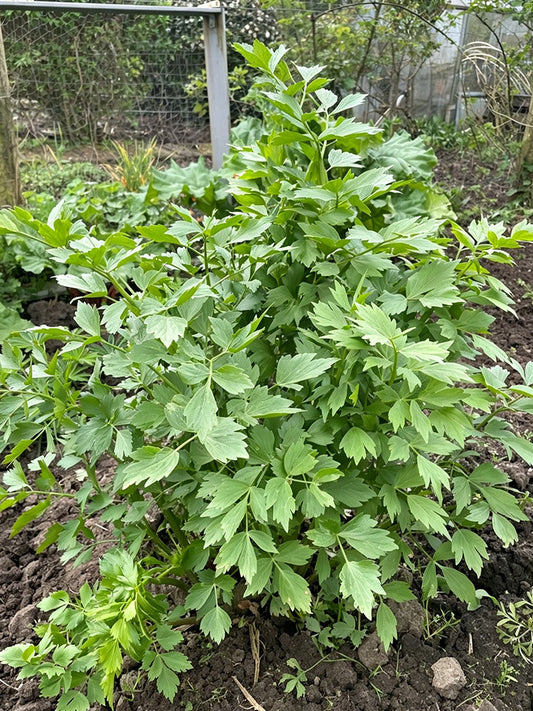 Garden Lovage