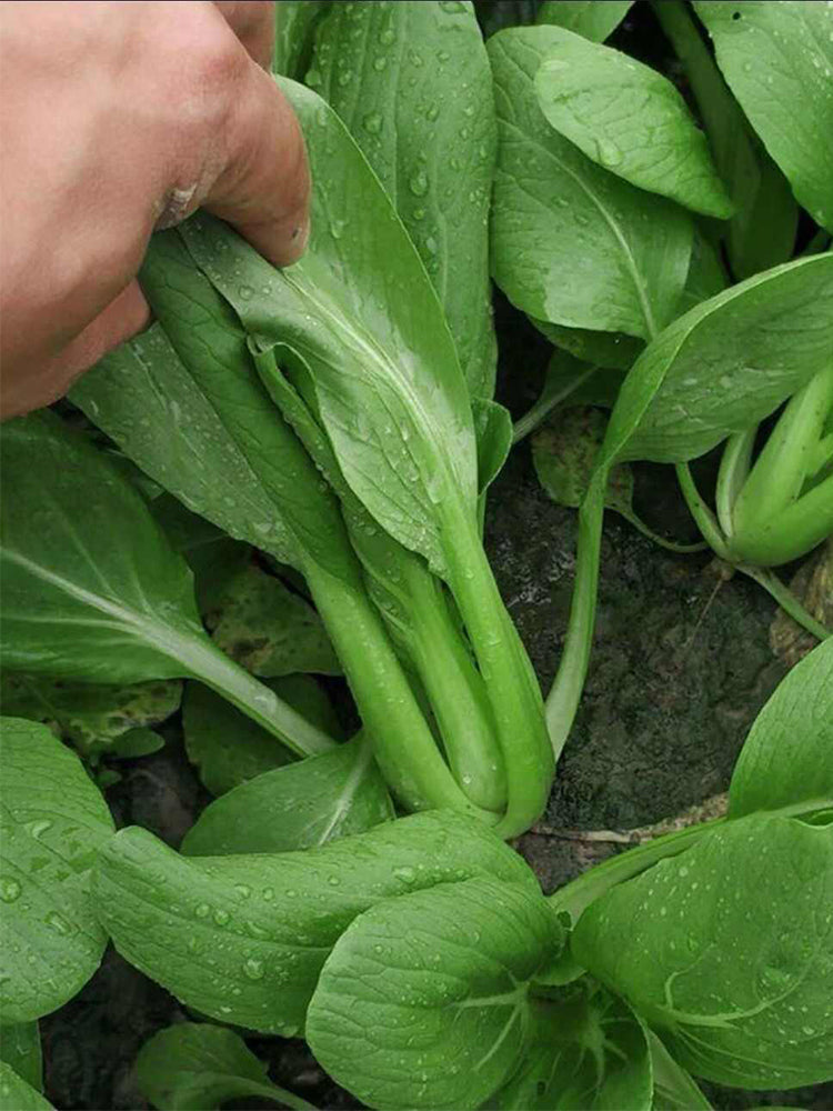 Jiemei Fast-growing Baby Bok Choy