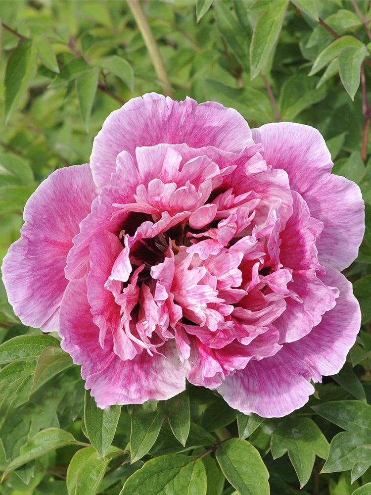 'Long You Er Qiao' Peony Seedling