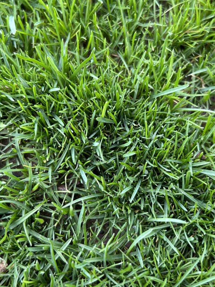 Poa pratensis 'Fargo BT'