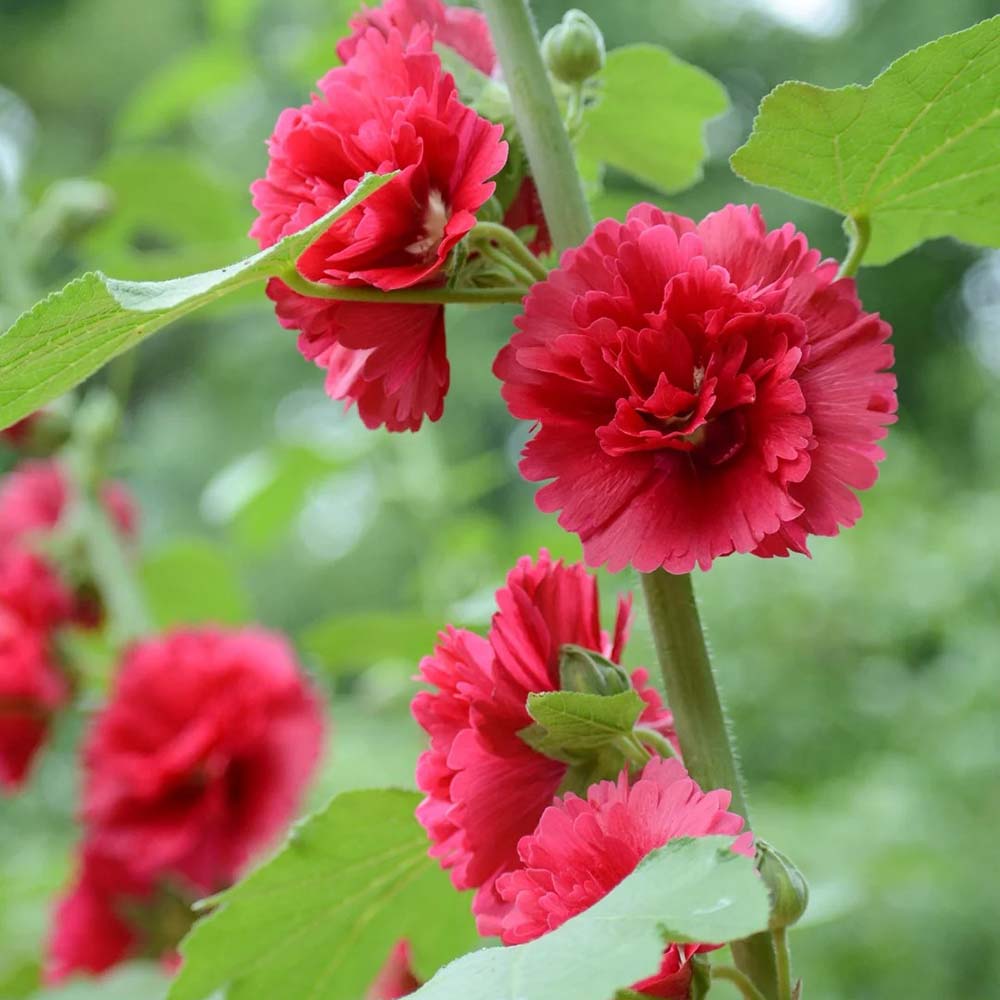 W964 Tall Double Red Hollyhock