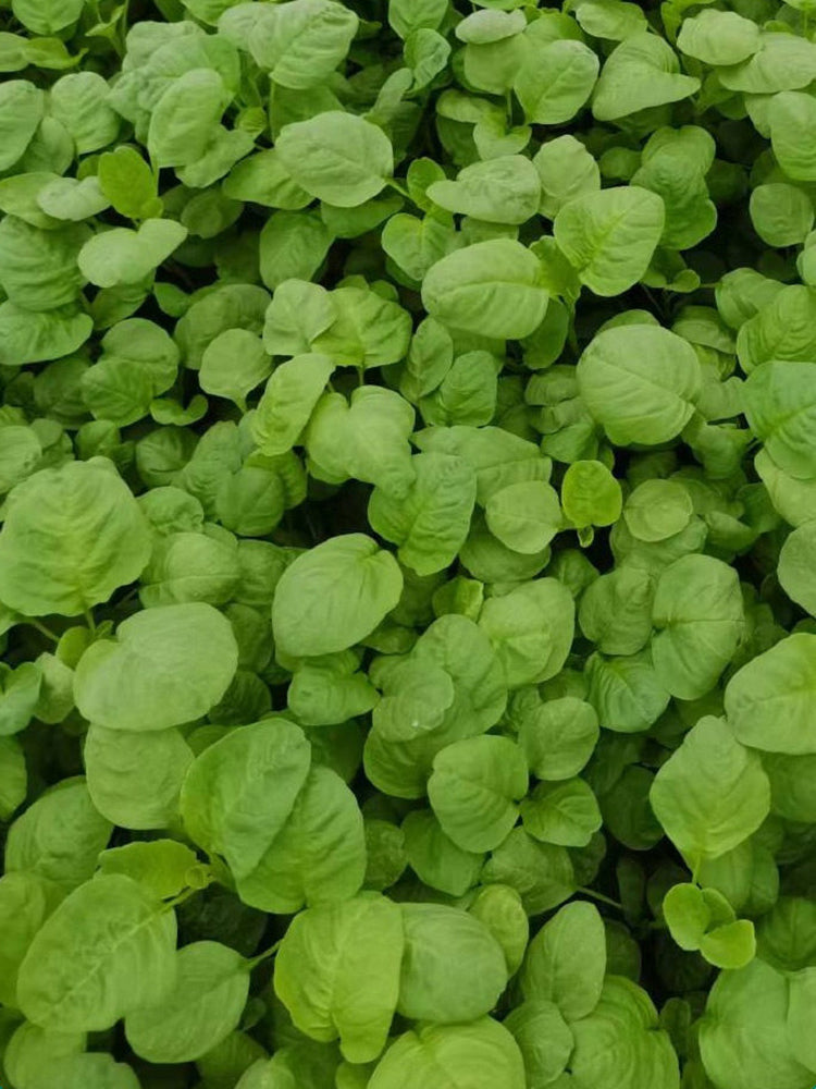 Green Round Leaf Amaranth