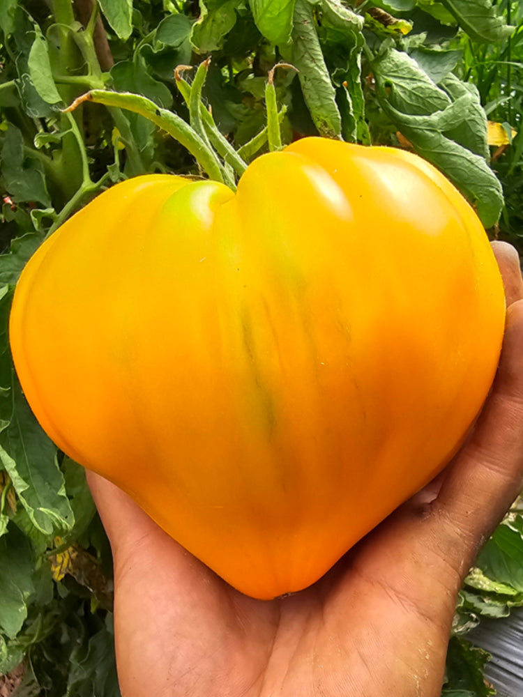 'Lyuba's Heart' Tomato