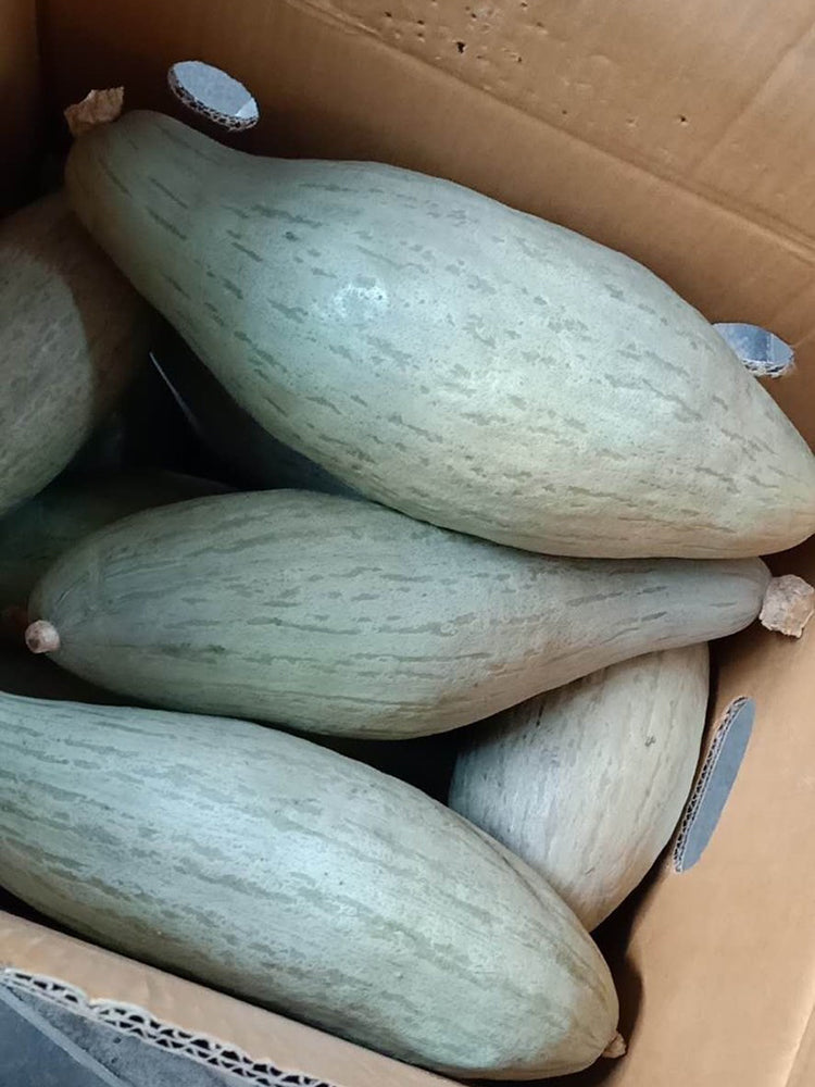 Golden Chestnut Noble Pumpkin