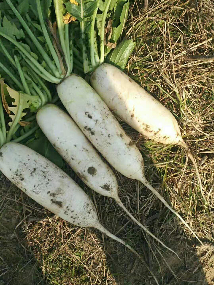'Guangliang No.22' Radish