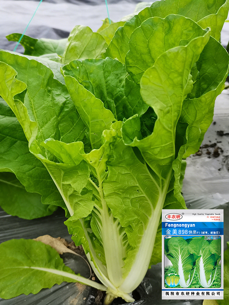Jinmei 898 Pak Choi
