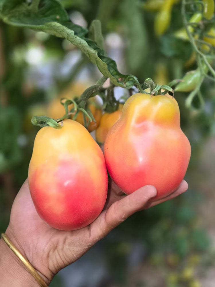 1028 Big Marshmallow Tomato