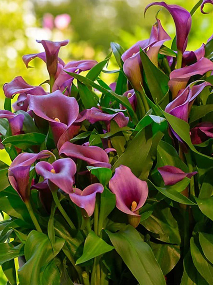'Paco' Calla Lily