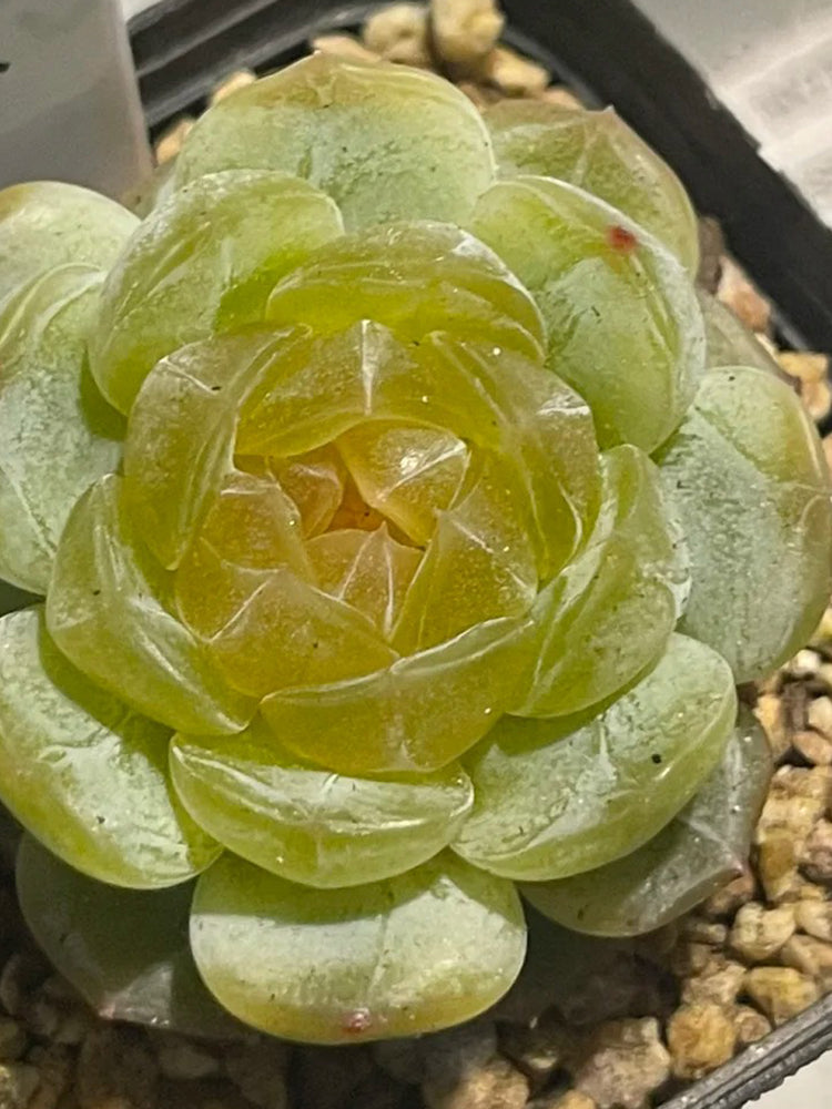 Echeveria 'White Lotus'