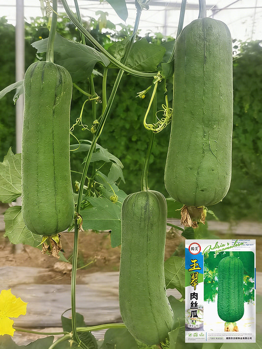 Yucui Sponge Gourd