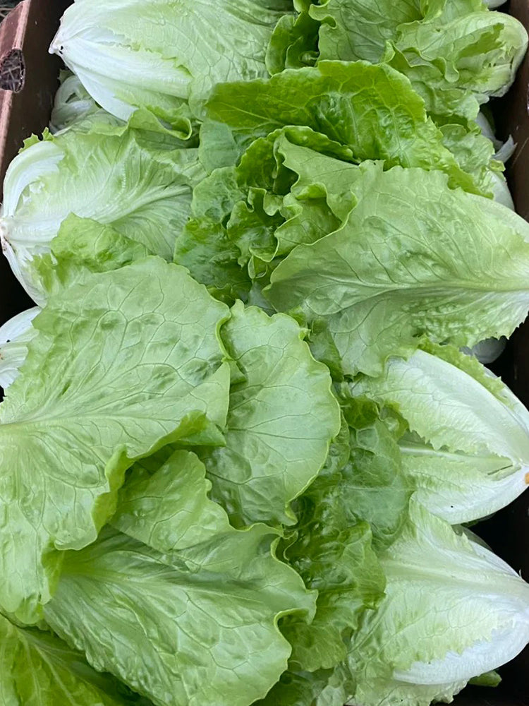 Year-Round Slow-Bolting Lettuce King