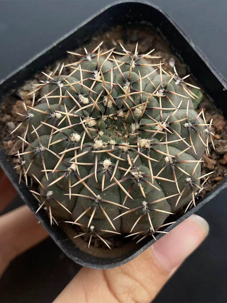 Gymnocalycium quehlianum