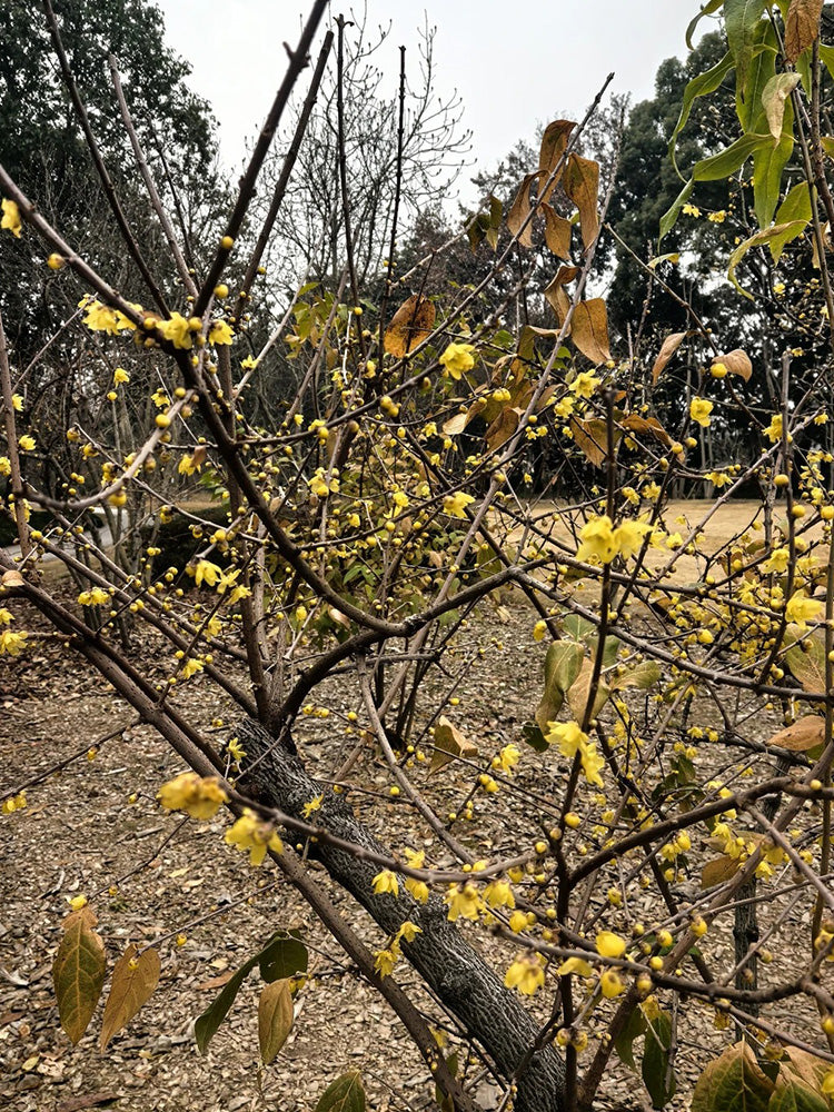 Large Flower Pure Yellow Wintersweet