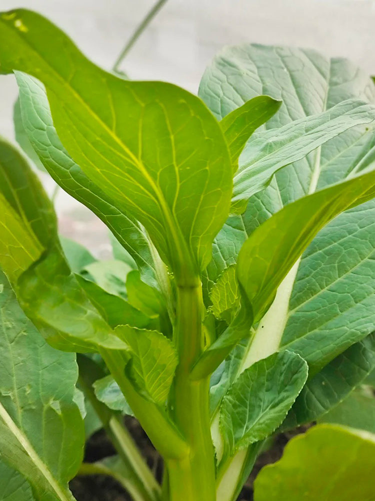 Sijiu Yellow-leaf Choy Sum