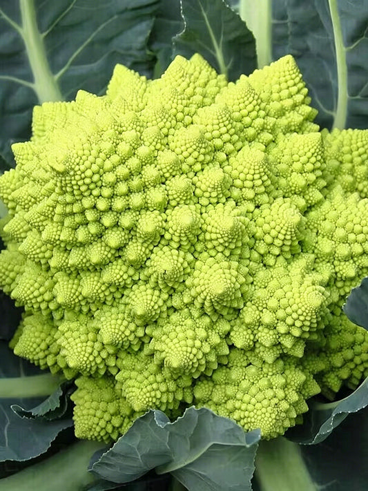 Green Romanesco