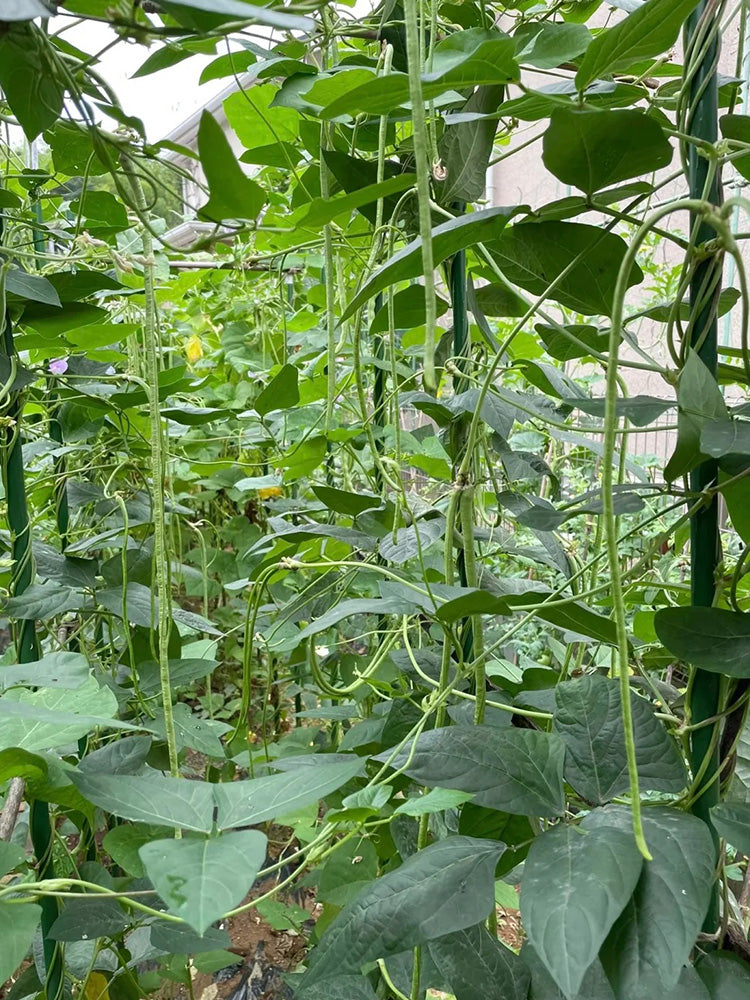Heimei No. 1 Cowpea