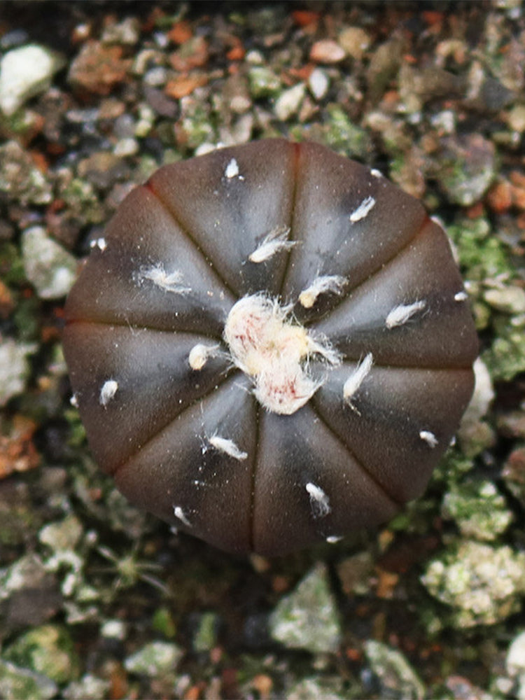 Astrophytum asterias 'Purple Skin'