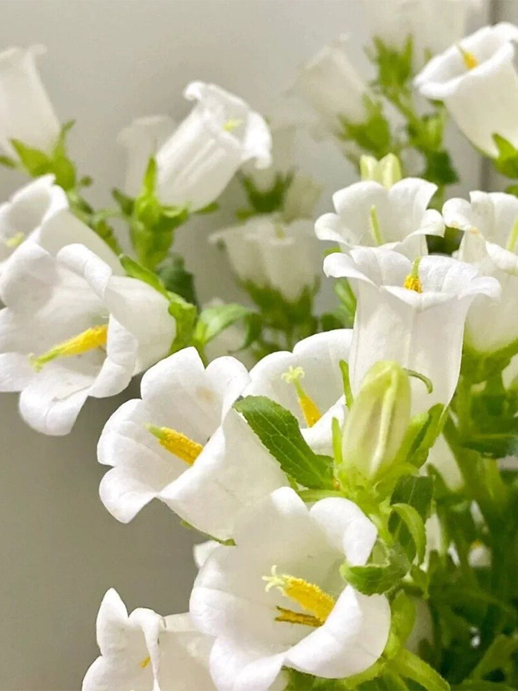 Hezhichun Mixed Color Canterbury Bells