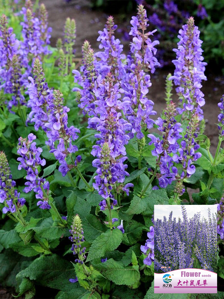 Hezhichun Blue Sage
