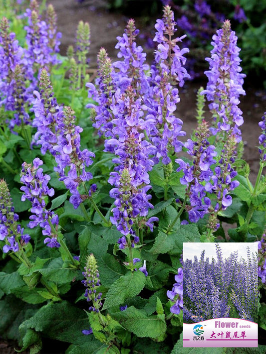 Hezhichun Blue Sage