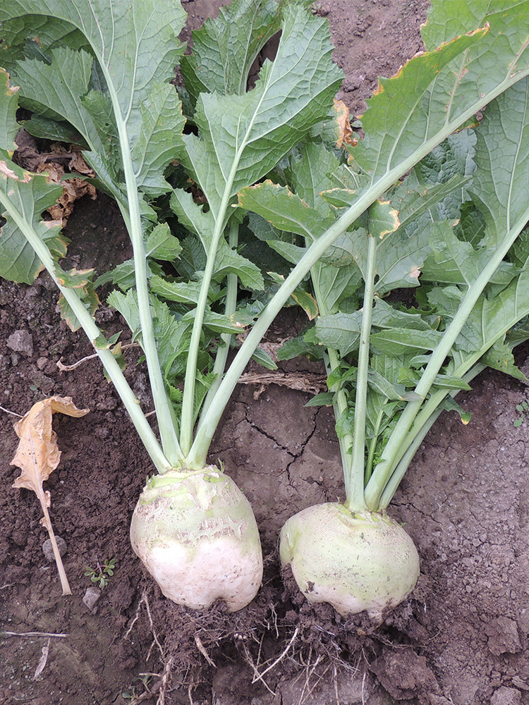 'Erdaomei' Root Mustard