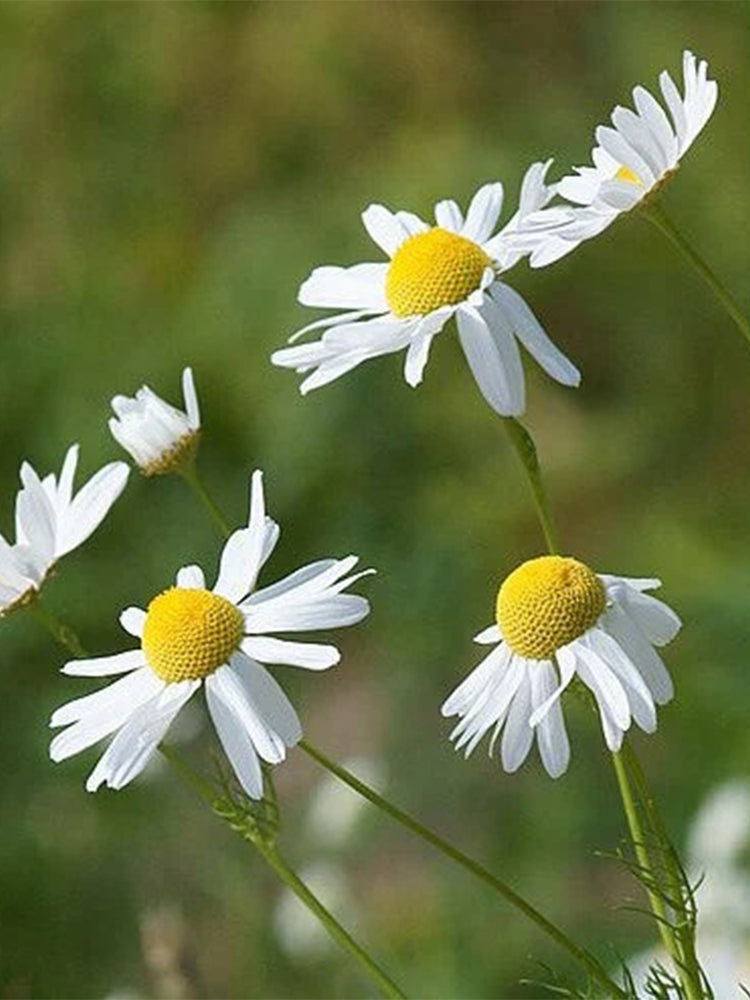 German Chamomile