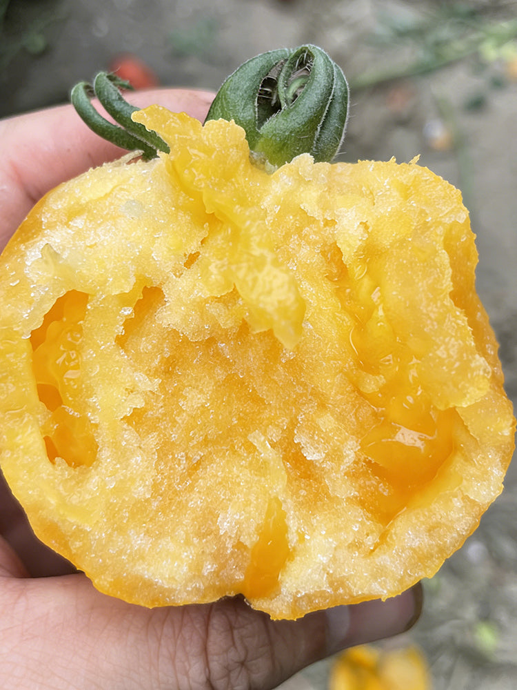 Sand-Rind Big Yellow Tomato