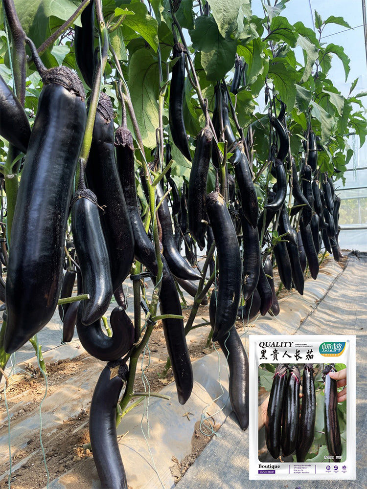 'Heiguiren' Long Eggplant