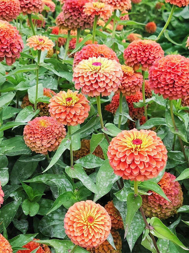He Zhi Chun Zinnia elegans