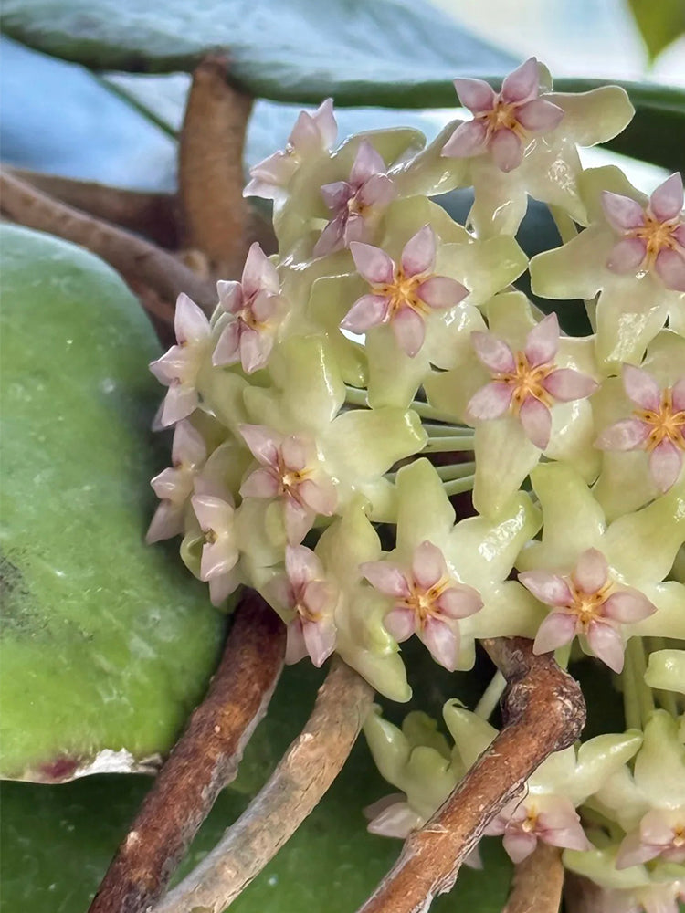 Hoya balaensis Unrooted Stem Cuttings